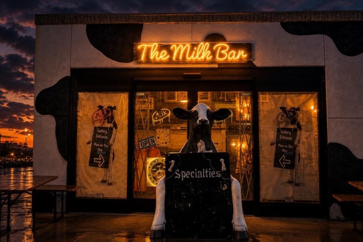 Cow statue outside a milk bar with neon sign and cow print design at dusk.